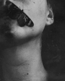 Логово мотылька